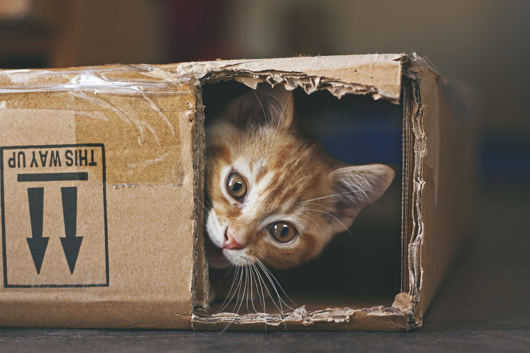 Stimulation for indoor pet behavior